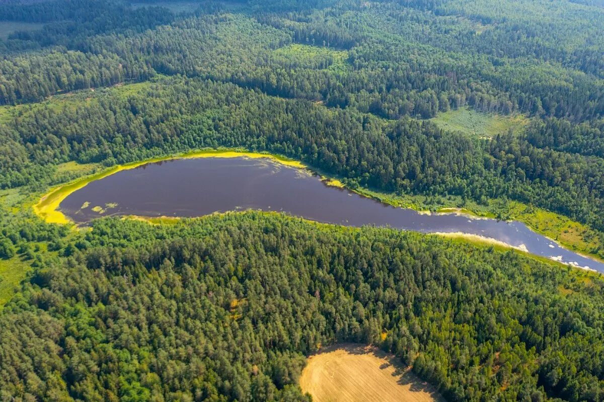 Озеро долгое площадь. Долгое (озеро, Белоруссия). Округ долгое озеро. Озеро долгое Нижегородская область. Растения Браславских озер.