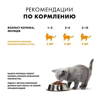 Чем подкармливать котят с 1 месяца