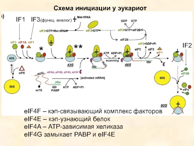 Инициация 5. Схема инициации синтеза белка. Трансляция у эукариот схема. Инициация трансляции у эукариот. Факторы инициации трансляции у эукариот.