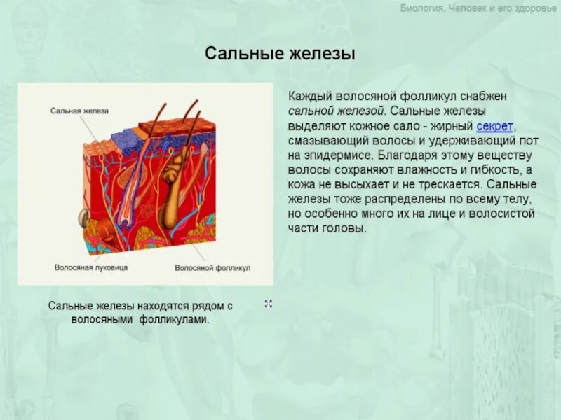 В каком слое расположены сальные железы. Сальные железы расположены. Строение кожи сальная железа. Функции сальных желез кожи. Строение сальной железы.