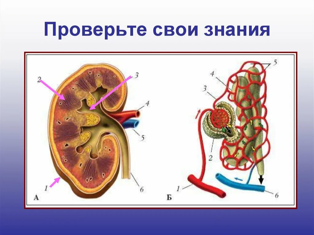 Кровь в лоханке почки. Выделительная система человека строение почки. Строение нефрона 8 класс биология. Строение почки и нефрона биология. Строение почки и нефрона рисунок.