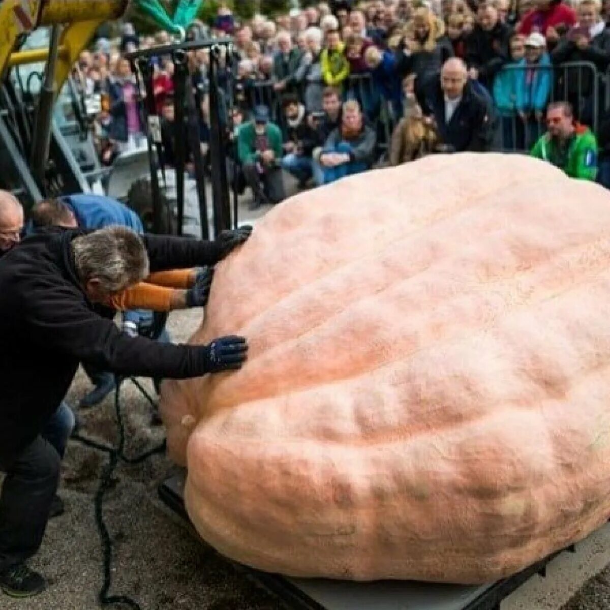 самая крупная тыква. тибетский мастиф тигровый. самая большая тыква. самая большая тыква в мире 1190. тибетский мастиф хонг донг.