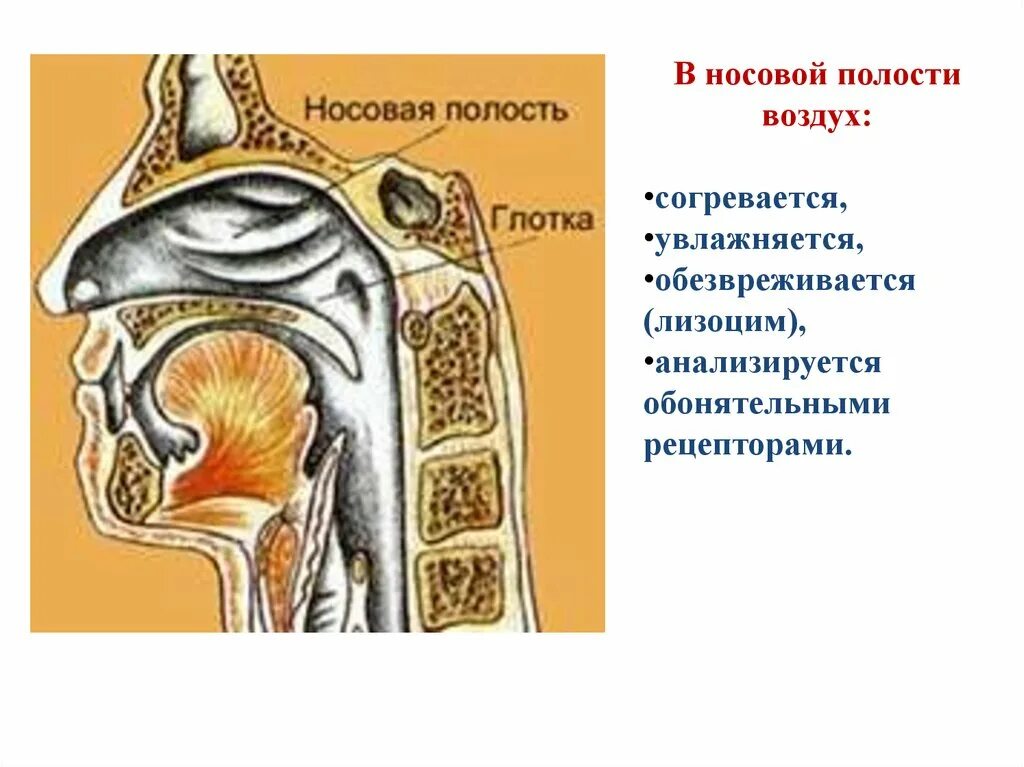 Попадание воздуха в полость. В носовой полости воздух. В носовой полости воздух согревается. Движение воздуха в носовой полости. В носовой полости вдыхаемый воздух.