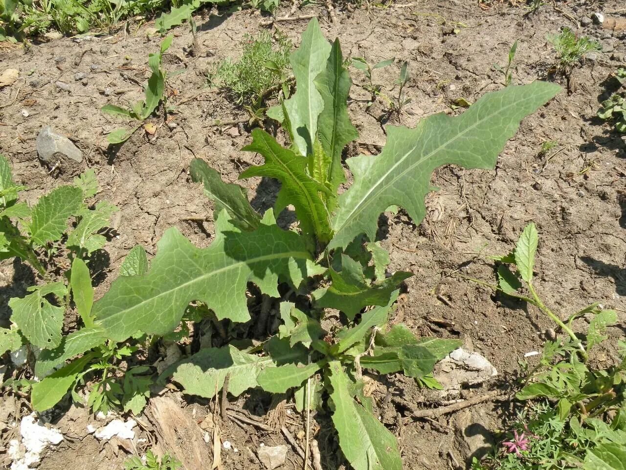 Молочай дикий латук. Сорняк латук Компасный. Латук Компасный (Lactuca serriola). Молочай осот огородный. Огородные растения названия