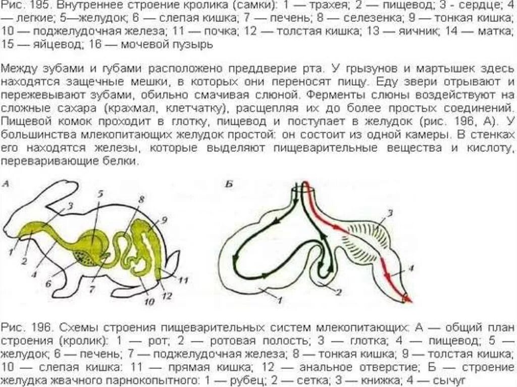 У кого из млекопитающих нет желудка. Схема строения пищеварительной системы млекопитающих. Схемы строения пищеварительной системы млекопитающих кролика. Схема строения пищеварительной системы кролика. Пищеварительная система млекопитающих 7 класс.