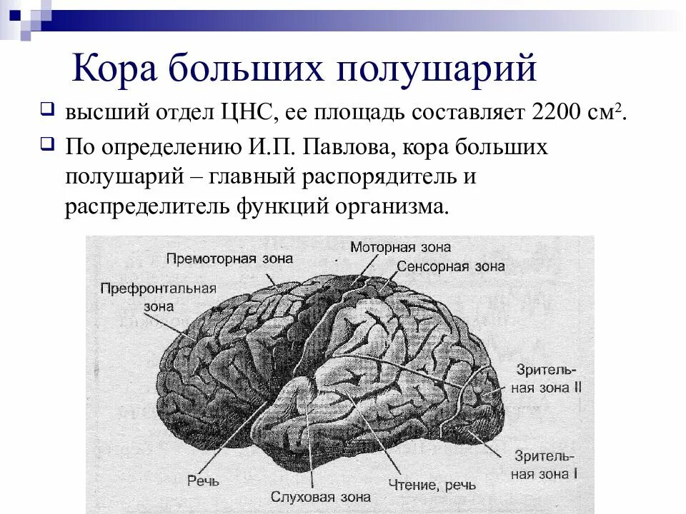 Зоны коры полушарий головного мозга. Премоторные зоны полушарий головного мозга. Строение коры полушарий головного мозга.