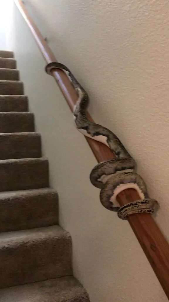 Лестница змейкой. Змеи и лестницы. Змея на лестнице. Змея ползет по лестнице. Змея ползет по ступенькам.