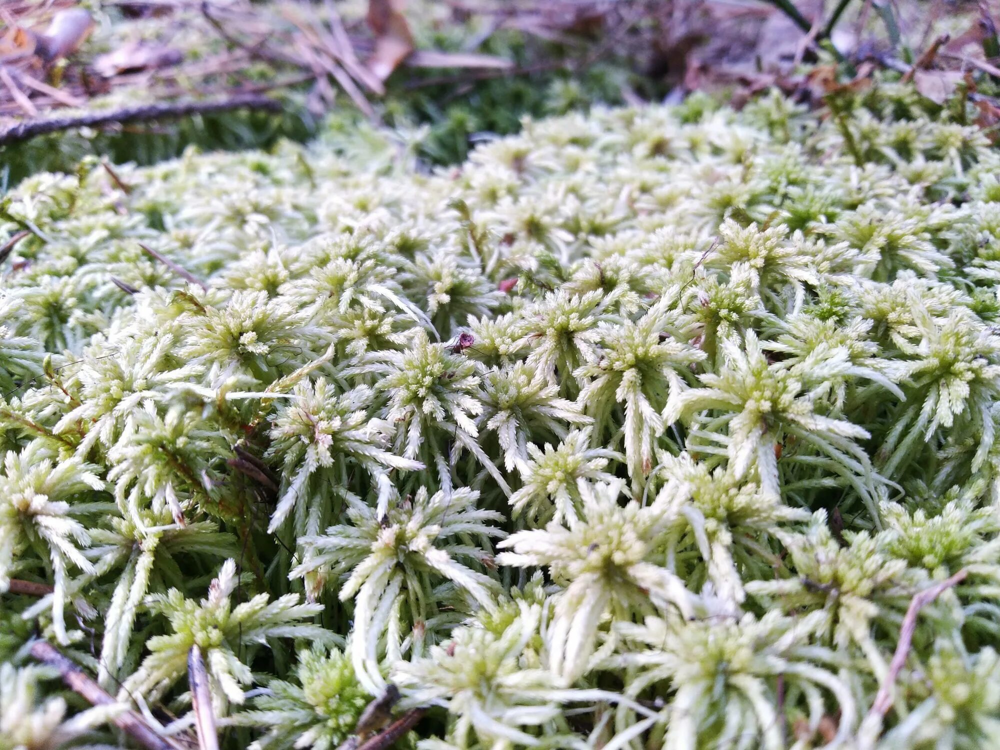 белый мох сфагнум. белый мох ягель. белый мох ягель. белый мох ягель. плевроциум мох.