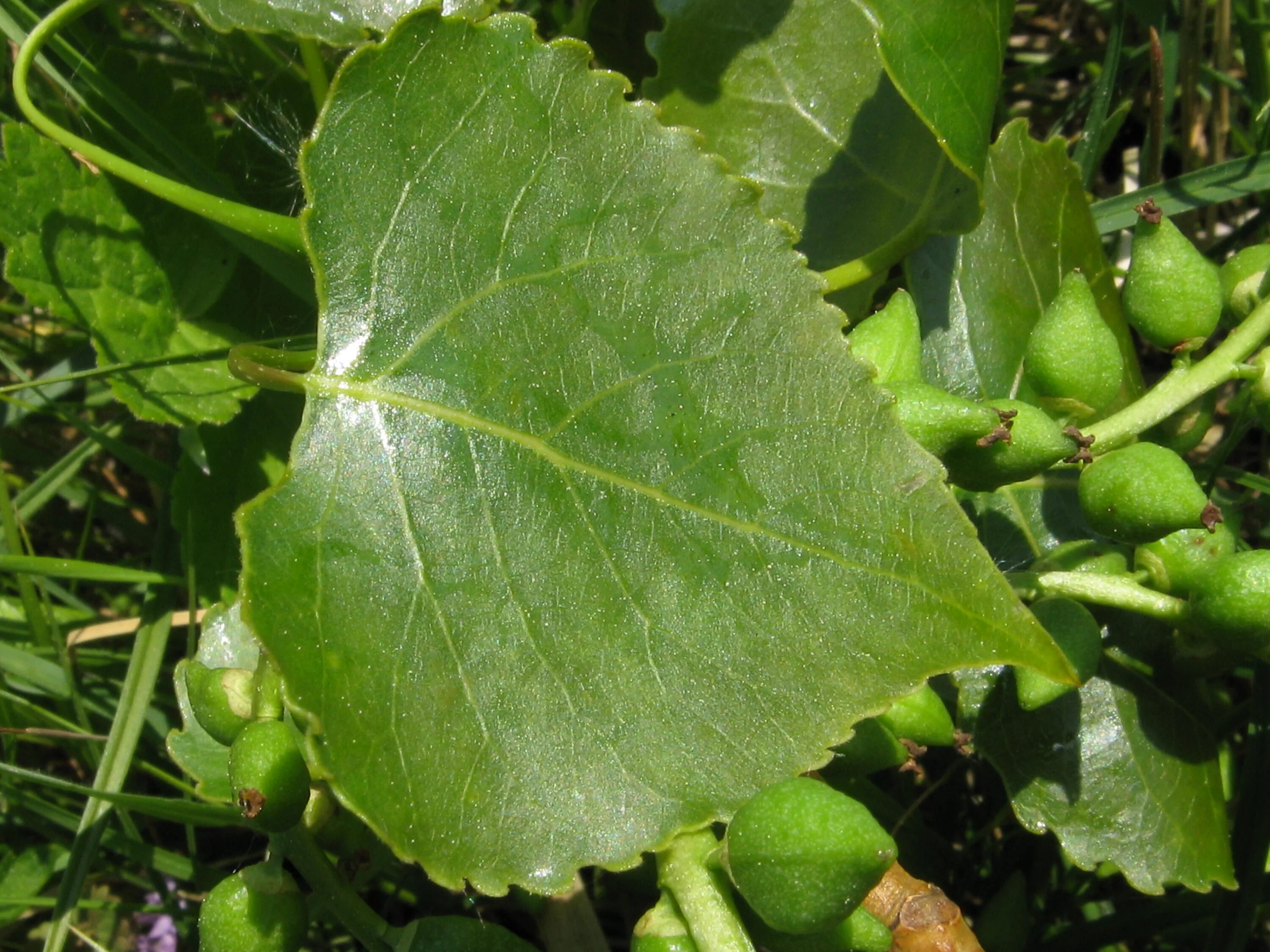 Eastern Cottonwood For Sale - YouTube