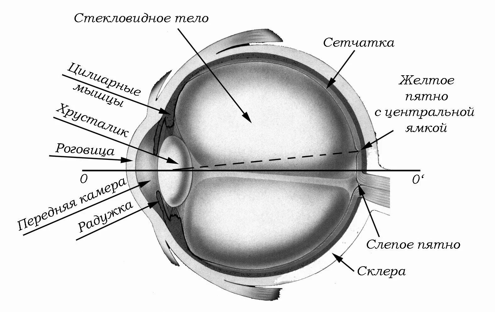 Светопреломляющая оптическая система глаза. Строение оптической системы глаза. Оптическая система глазного яблока. Система оптическая строение роговица.