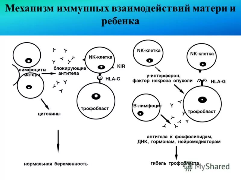 механизмы взаимодействия процессов в ос. механизм развития резус конфликта. механизмы развития взаимодействия. механизмы развития общих проявлений воспаления. механизмы развития взаимодействия.