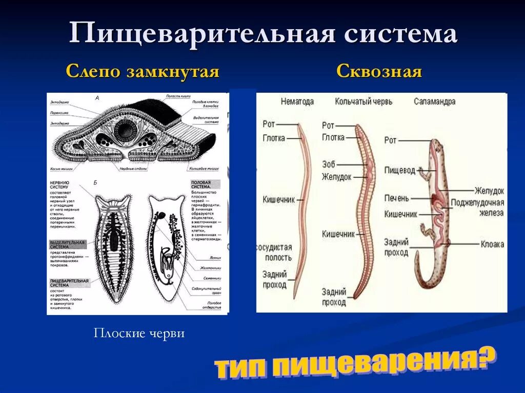 Слепо замкнутую пищеварительную систему имеют. Круглые черви сквозная пищеварительная система. Пищеварительная система органов плоских червей. Системы органов Тип круглые черви пищеварительная система. Органы пищеварительной системы у круглых червей.