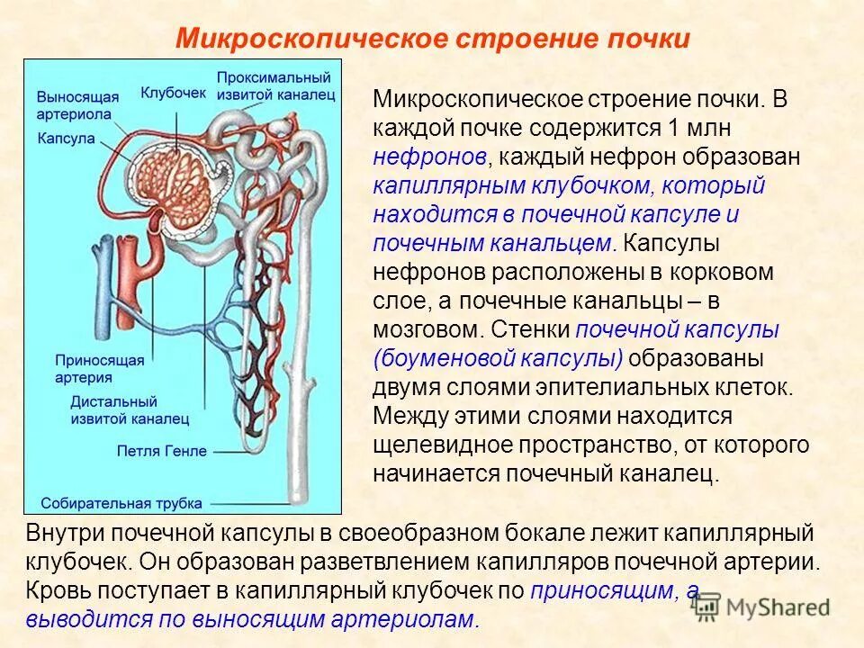 Поступление мочи в почечную лоханку