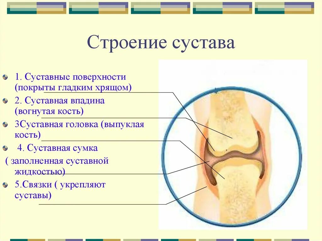 Чем покрыты суставные поверхности костей. Сустав строение анатомия функции. Хрящ покрывающий суставные поверхности костей. Строение сустава человека биология 8. Суставные поверхности хрящ покрывающий поверхности.