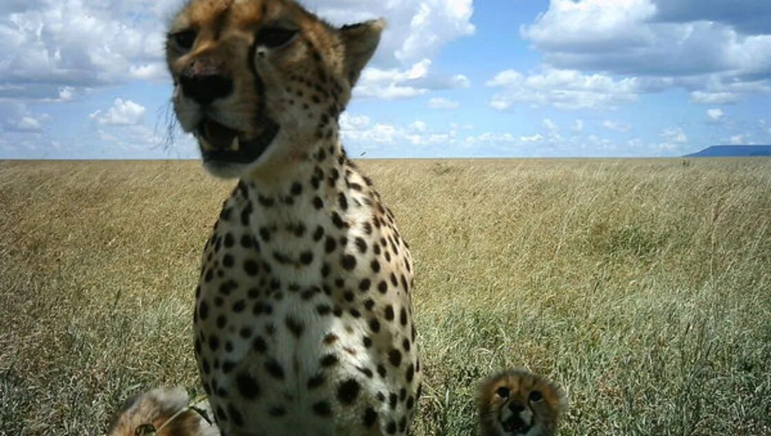 Capture animals