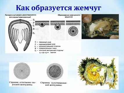 Как образуется жемчуг