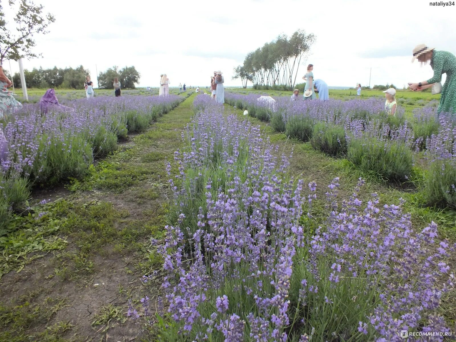 лабинск лавандовая ферма. лавандовое лето солнечная ул 26 село кочетовка. лавандовое поле в чимишенах. лавандовая ферма воронежская область. лавандовое лето солнечная ул 26 село кочетовка.