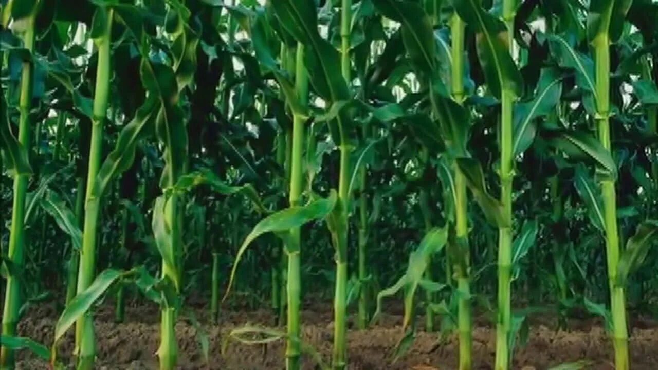 Кукурузное дерево. Ствол кукурузы. Кукурузные плантации в бразилии. Кукуруза початок. Тетраплоидный сорт кукурузы.