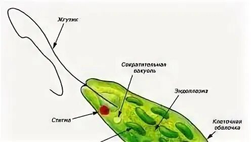 Термиты и жгутиковые простейшие тип взаимоотношений