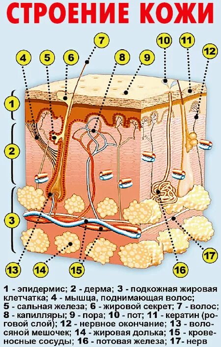 Какие структуры в дерме человека. Строение эпидермиса кожи человека схема. Строение кожи человека эпидермис дерма. Строение кожи эпидермис дерма. Слои эпидермиса кожи человека схема.