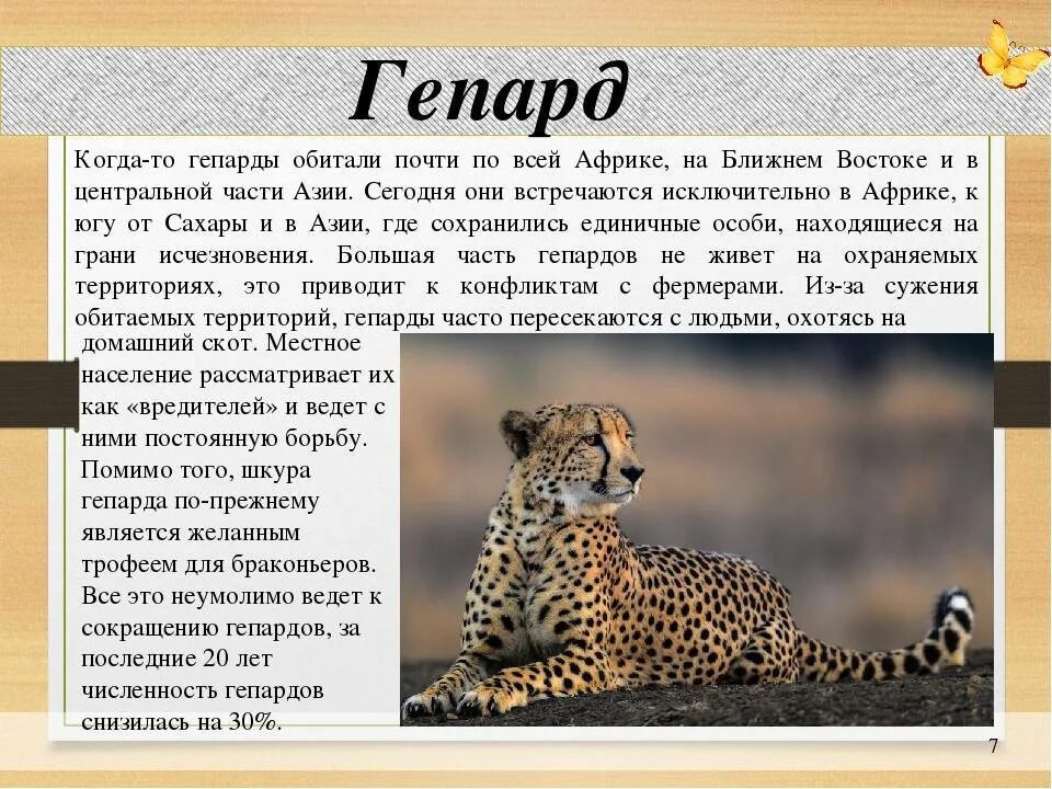 Звери описание кратко. Доклад о животных. Сообщение о гепарде. Гепард описание. Описание животных.