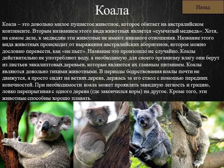 Коала сообщение 7 класс. Рассказ про коалу. коала описание. куала сообщение. австралийские необычные животные.