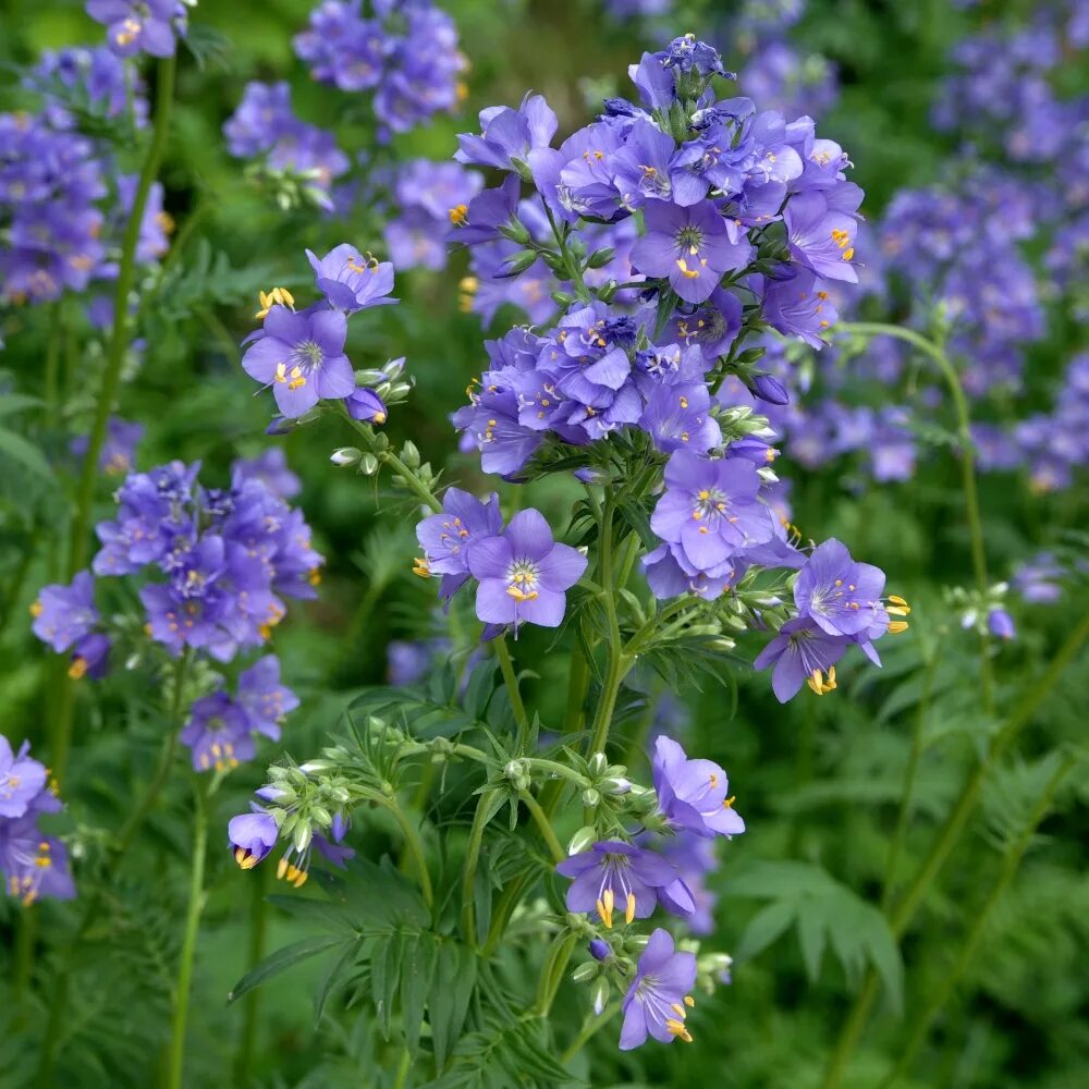 синюха лазоревая. синюха голубая растение. синюха. полемониум синюха. синюха голубая (лазоревая, лазурная) - polemonium coeruleum.