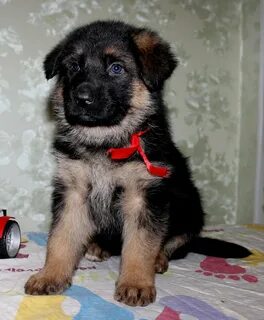 Авито немецкий щенок