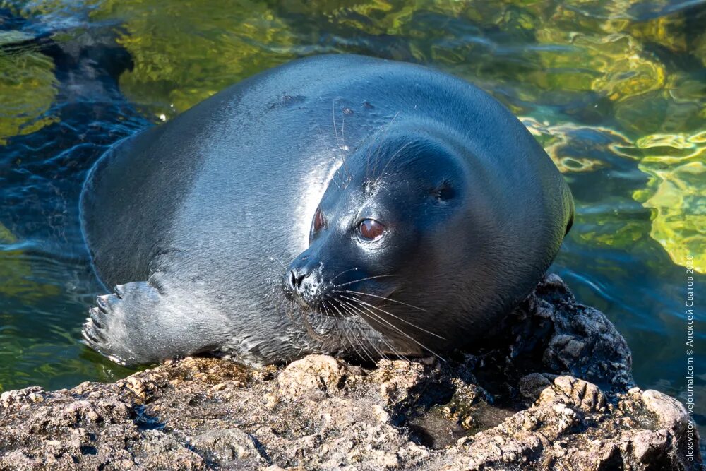 байкальская нерпа ластоногие. тюлень нерпа байкал. озеро байкал нерпа. байкальская нерпа белек. остров лежбище нерп на байкале.