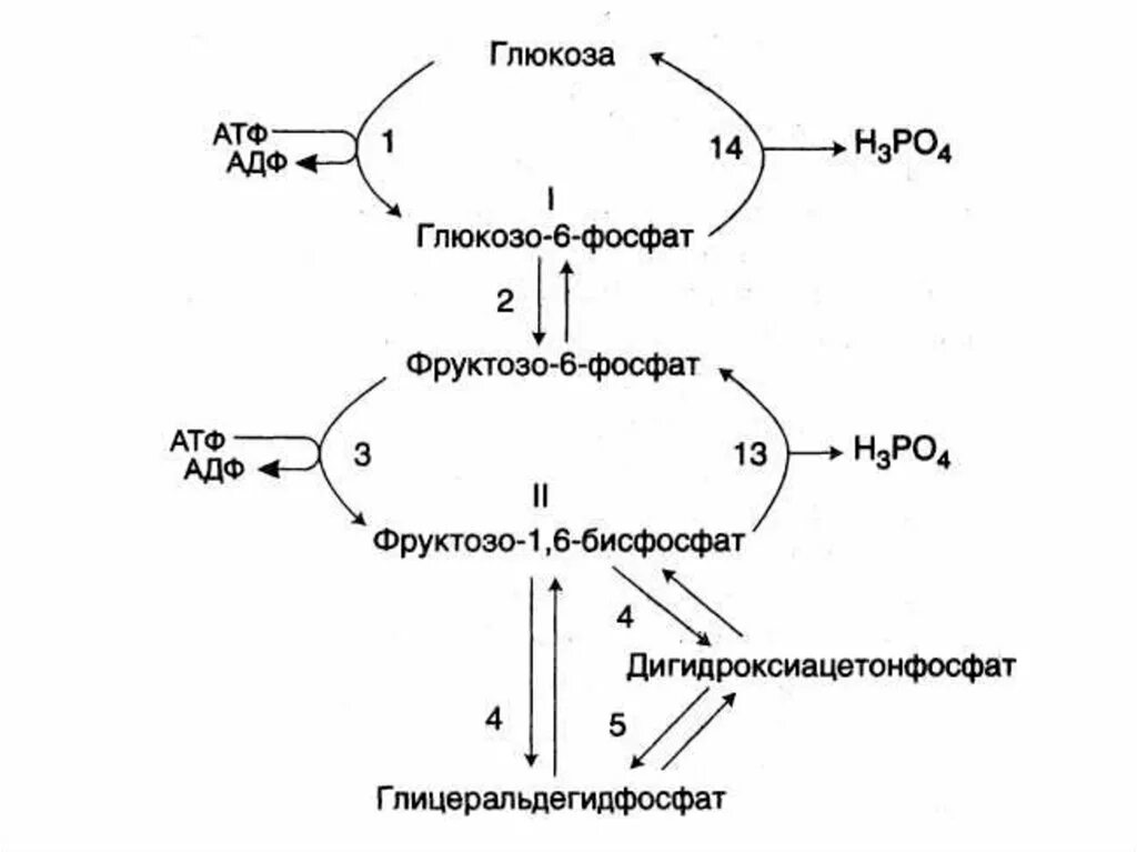 Количества атф атф синтезироваться. Схема синтеза Глюкозы из лактата. Синтез Глюкозы из лактата реакции. АТФ Синтез Глюкозы из лактата. Синтез АТФ из АДФ.