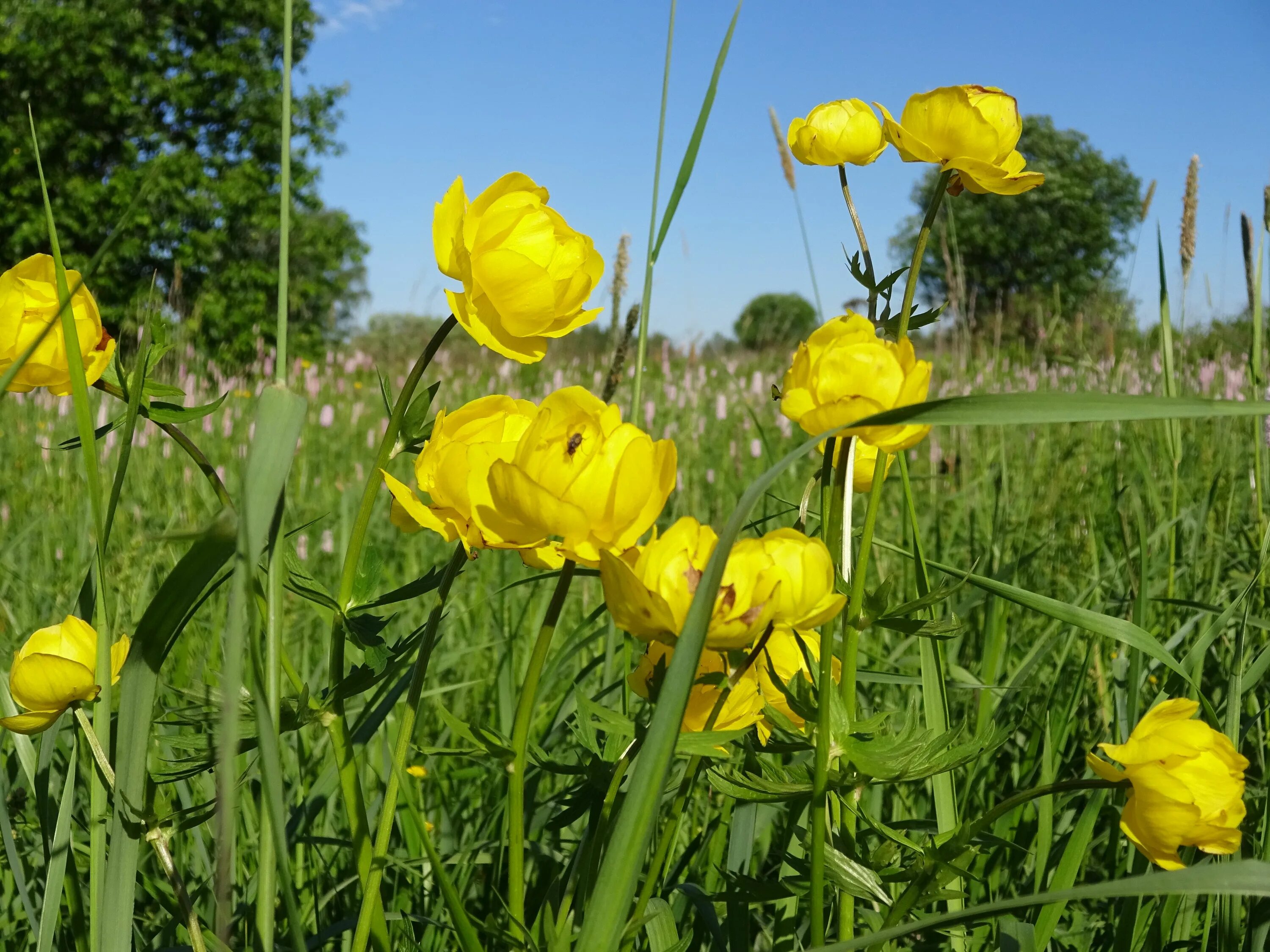 Купальница троллиус. Купальница (Trollius). Купальница Болотная. Купальница Полевая. Plants of russia