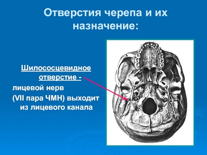 Отверстия основания черепа анатомия. Наружное основание черепа кости. Кости основания черепа анатомия. Шилососцевидное отверстие на основании черепа. Лицевой нерв череп