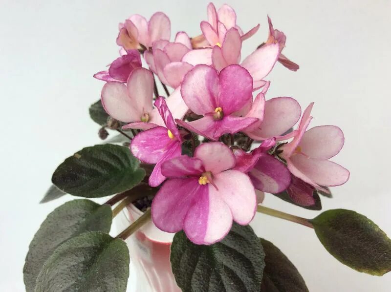 сенполия дюймовочка. н-дюймовочка (бердникова). бердникова). фиалка дюймовочка полумини. фиалка мини н дюймовочка.