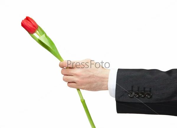 Один тюльпан в руке. Мужик с одним тюльпаном. 1 Тюльпан в мужской руке. Рука держащая один тюльпан. Можно дарить 1 тюльпан