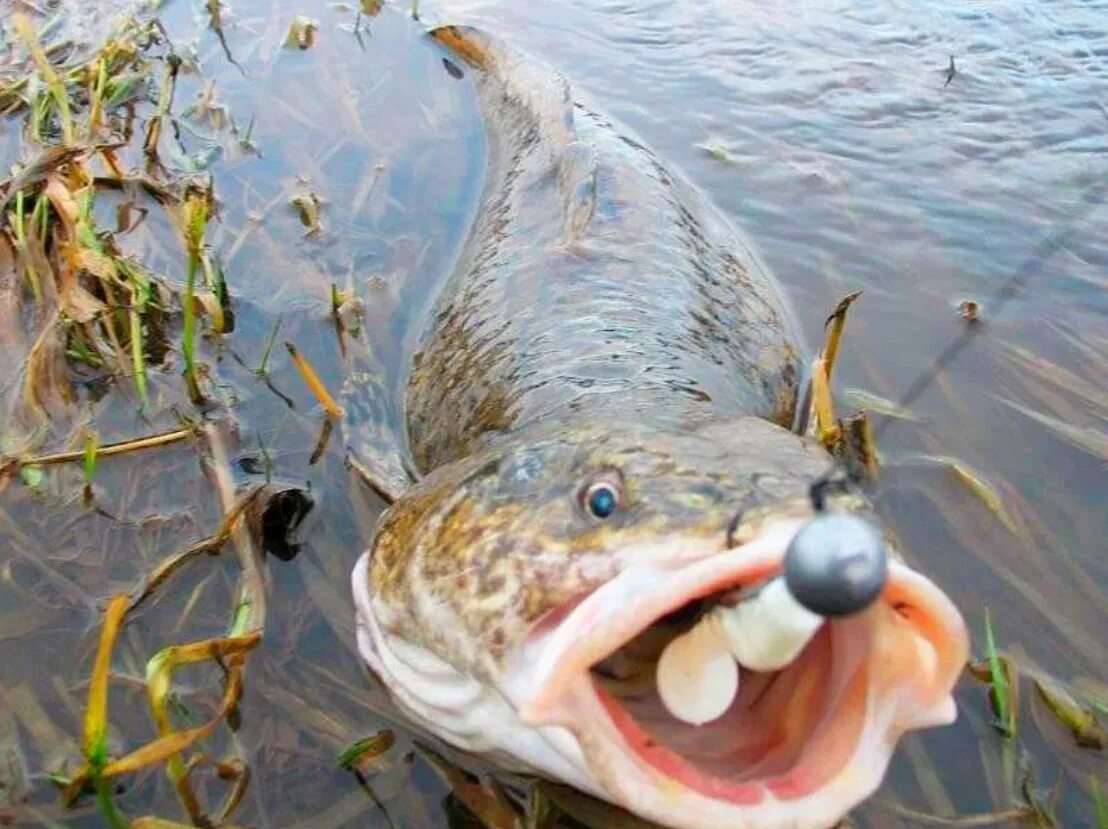 Налим Речной. Налим хищник. Налим Волжский. Ловля налима. Щука водится