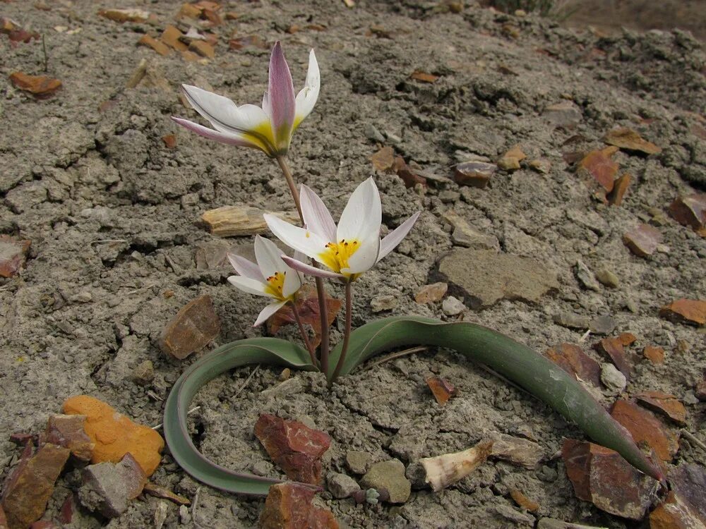 Тюльпан двуцветковый Крым. Tulipa biflora. Тюльпан поникающий (лат. Túlipa Pátens. Тюльпан двуцветковый