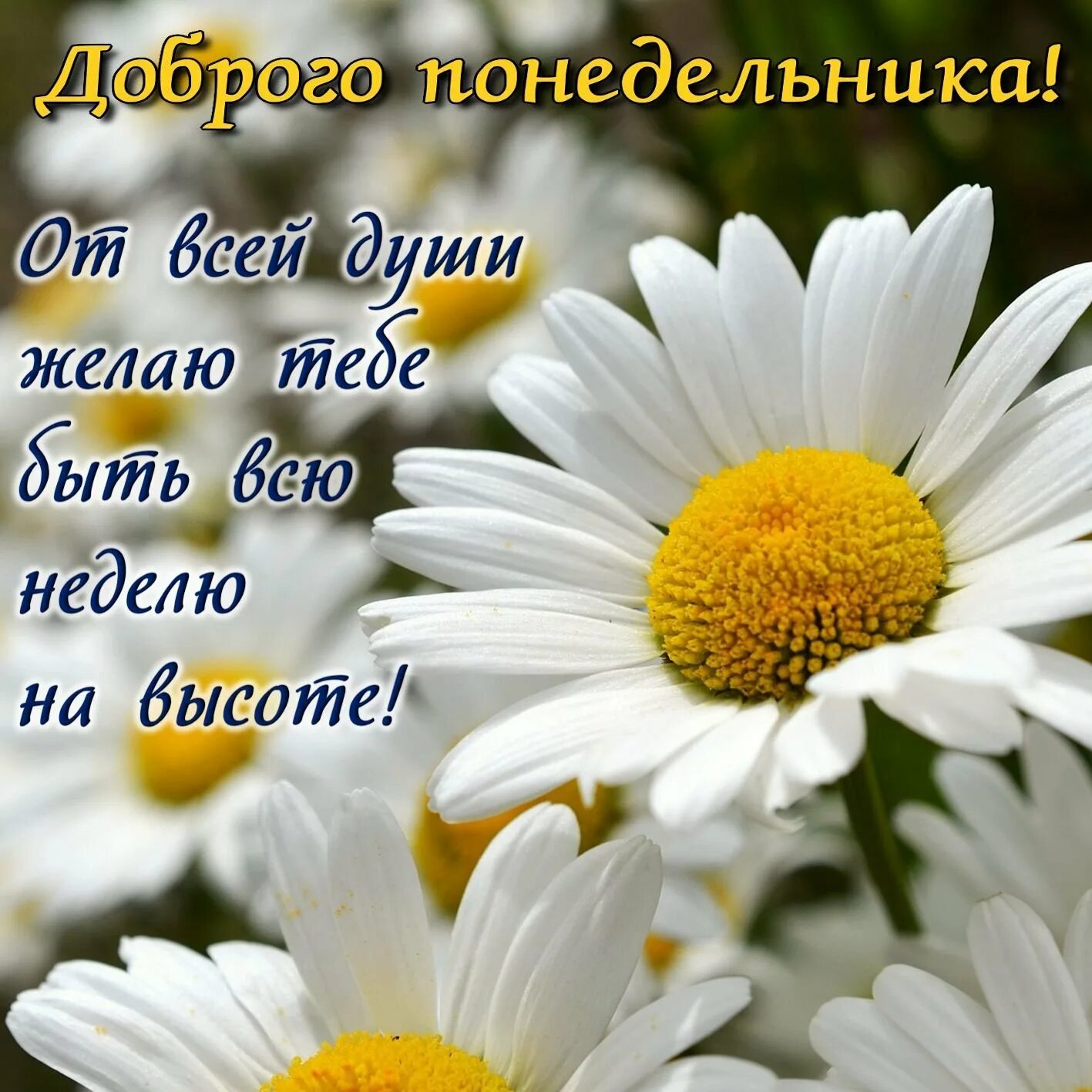 Доброе утро понедельника лето хорошего дня. С добрым утром понедельника. поздравление с понедельником. открытки с добрым утром понедельника. с добрым утром понедельника и удачной недели.