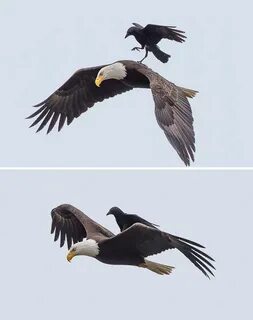 Самые крупные вороны