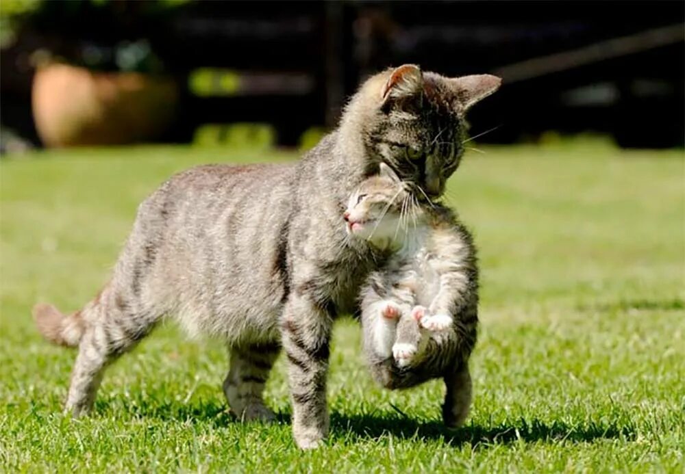 Почему кот носится. Кошка несет котенка. кошка несёт котёнка за шкирку. котенок за шкирку. кошка несёт котёнка за загривок.