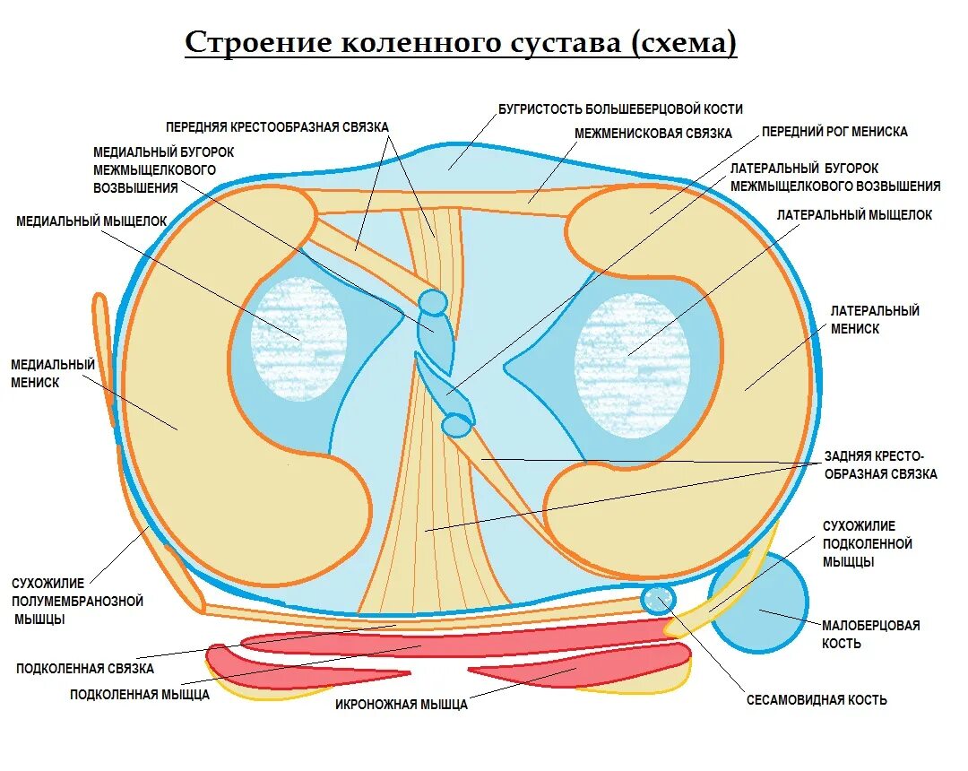 Послойное строение коленного сустава. Анатомические структуры коленного сустава. Внутренние структуры коленного сустава. Схема строения коленного сустава человека.