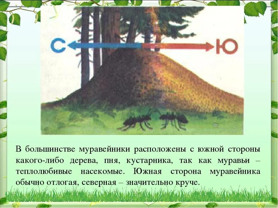 Сторона муравейника. Ориентирование на местности по муравейнику. Ориентация на местности по муравейнику. Оринтиры сторон света по Муравейник. Как определить стороны по муравейнику.