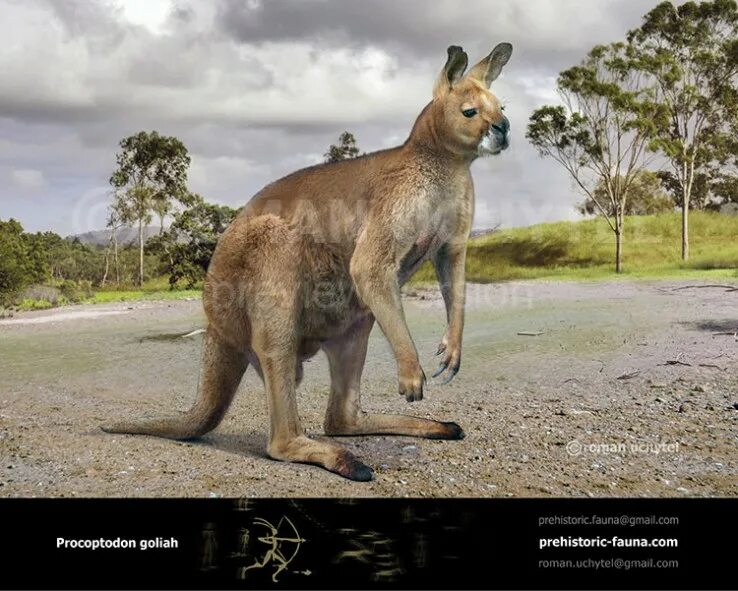 Исполинский кенгуру тип развития. Гигантский кенгуру вымерший. Короткомордый кенгуру. Procoptodon Goliah. Гигантский Короткомордый кенгуру.