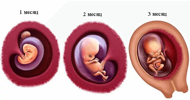 Плод ребенка в 2 месяца беременности. 1 Триместр беременности. Беременность 1 триместр эмбрион. Триместры беременности.