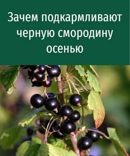 Смородина лентяй описание