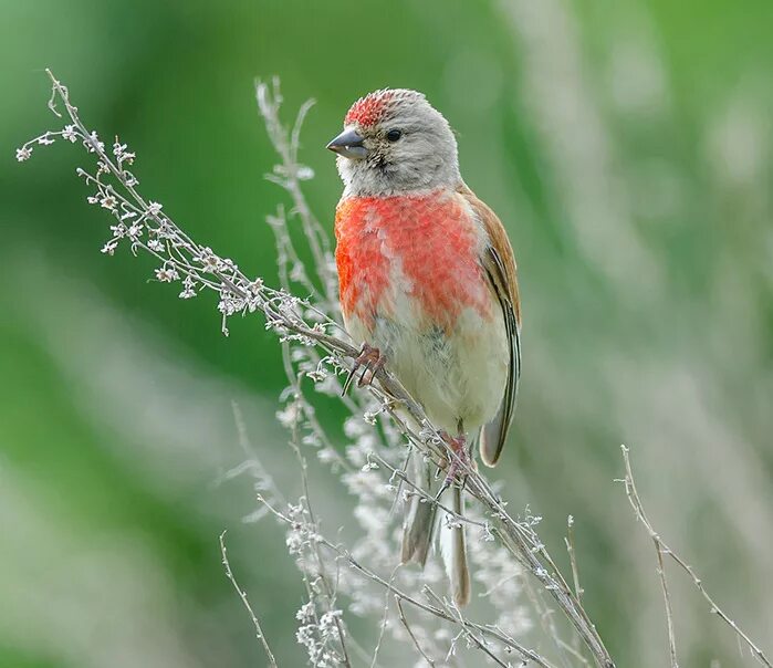 коноплянка реполов самка. коноплянка или реполов. коноплянка реполов самка. реполов птица. певчие лесные птицы коноплянка.