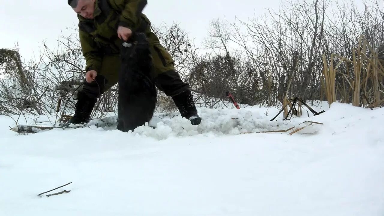 Петля на бобра. Охота на Бобров петлями. Ловля бобра петлями зимой.