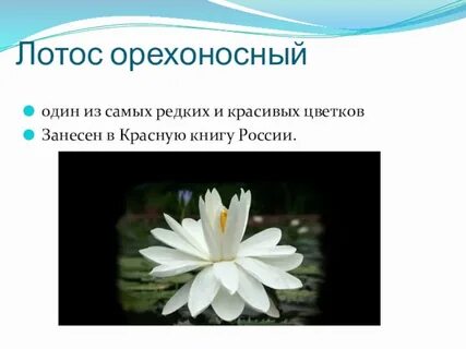 Лотос красная книга краткое описание