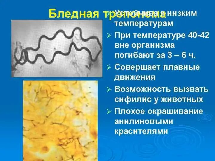 Спирохеты вызывают заболевания. Болезни вызываемые трепонемой. Белая трепонема характеристика.