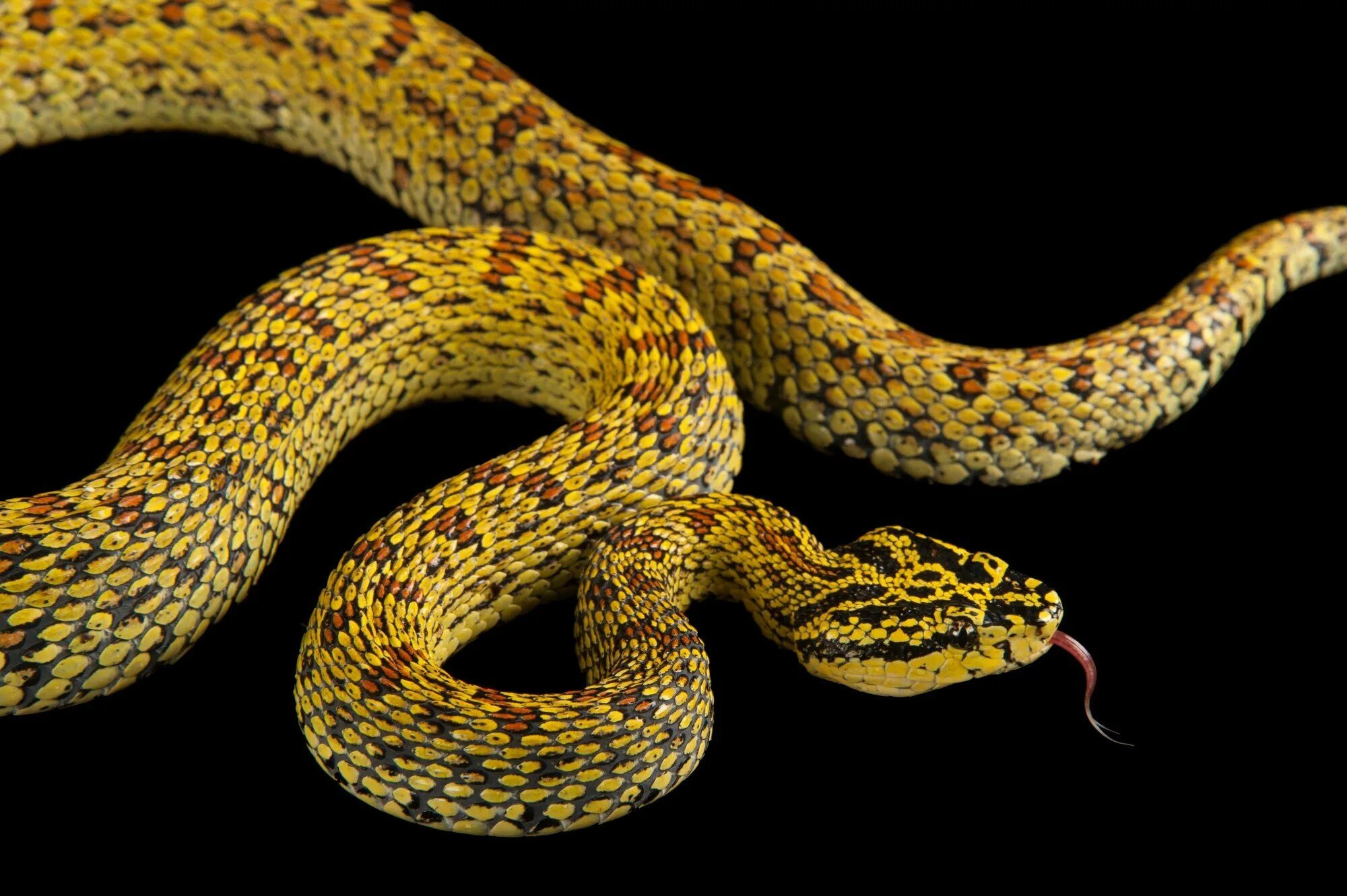 Красно желтая змея. Protobothrops elegans. Пятнистый полоз. Красные змеи.