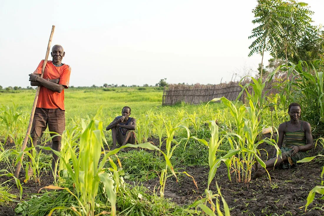 Земледелие судана. Судан сельское хозяйство. Сельское хозяйство ливии. Территориальная структура хозяйства африки. Промышленность и сельское хозяйство эфиопии.